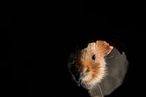 European hamster (Cricetus cricetus), adult, in burrow, captive.