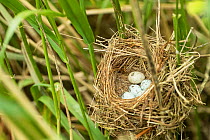 Marsh warbler (Acrocephalus palustris) nest with eggs including one Cuckoo (Cuculus canorus) egg which has been destroyed  by the warbler, Germany, June.