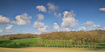 Clouds in sky  over farmland with cows grazing and Poplar trees (Populus) Hesdin, Pas de Calais, France, April.