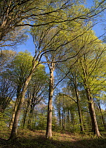 Beech trees (Fagus sylvatica) Hesdin Forest, Pas De Calais, France, April.