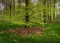 Beech trees (Fagus sylvatica) in Hesdin forest, Pas De Calais, France, April 2016.