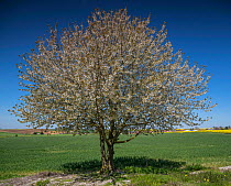 Cherry tree (Prunus avium) Albert, Somme, France, May 2016.