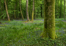 Eurasian beech (Fagus sylvatica)  with Bluebells (Hyacinthoides non-scripta) forest of Hesdin, Pas de Calais, France, May.