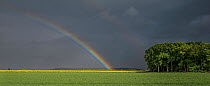 Rainbow over field of Oilseed rape (Brassica napus) Versigny, Picardy, France, June 2016.
