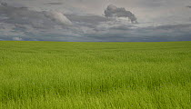 Field of Flax (Linum usitatissimum) Hesdin country,  Pas De Calais, France, June.