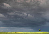 Field of Flax (Linum usitatissimum) with single  tree in distance  under large sky with dark clouds, Guy Saint Andre, Pas De Calais, France, June 2016.