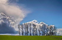 Poplar trees (Populus sp) in spring with clouds behind, Surfontaine, Picardy, France, March.