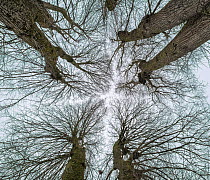 Four Lime trees (Tilia) in early spring, viewed from below, Fourdrinoy,  Picardy, France, March.