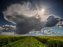 Cumulonimbus clouds above Oilseed rape (Brassica napus) field, Picardy, France, April 2016.