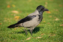 Hooded crow (Corvus cornix) Berlin, Germany November