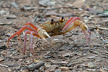 Madagascan land crab (Madagapotamon humberti), Ankarana National Park, Madagascar, Red List IUCN