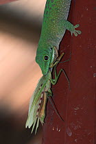 Day gecko (Phelsuma madagascariensis kochi) with Mantis prey, Ankarafantsika National Park, Madagascar