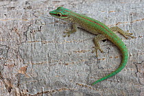 Day gecko (Phelsuma abbotti) Ankarana National Park, Madagascar