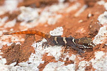 Stumpff's Madagascan ground gecko (Paroedura stumpffi) Ankarana National Park, Madagascar