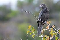 Greater vasa parrot (Coracopsis vasa) Ankarana National Park, Madagascar
