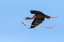 Glossy ibis (Plegadis falcinellus) in flight carrying  nest material, Ankarafantsika National Park, Madagascar