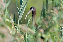 Glossy ibis (Plegadis falcinellus) in tall reeds, Ankarafantsika National Park, Madagascar