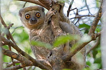Western woolly lemur (Avahi occidentalis) alert individual up tree, Ankarafantsika National Park, Madagascar
