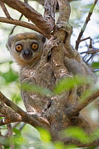Western woolly lemur (Avahi occidentalis) alert individual up tree, Ankarafantsika National Park, Madagascar