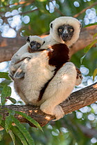 Coquerel's sifaka (Propithecus coquereli) female with 3 weeks old baby, Mangatsa, Madagascar