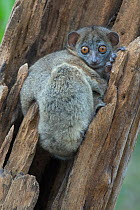 Ankarana sportive lemur (Lepilemur ankaranensis), Ankarana National Park, Madagascar