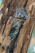 Ankarana sportive lemur (Lepilemur ankaranensis), Ankarana National Park, Madagascar
