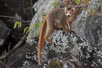 Crowned lemur (Eulemur coronatus) male in tree, Ankarana National Park, Madagascar