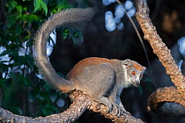 Crowned lemur (Eulemur coronatus) female in tree, Ankarana National Park, Madagascar