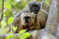 Sanford's brown lemur (Eulemur sanfordi) male and female in tree, Ankarana National Park, Madagascar