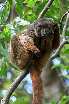 Sanford's brown lemur (Eulemur sanfordi) male, Ankarana National Park, Madagascar