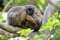 Sanford's brown lemur (Eulemur sanfordi) male, Ankarana National Park, Madagascar