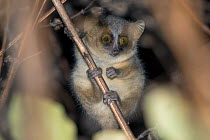 Golden-brown mouse lemur (Microcebus ravelobensis), Ankarafantsika National Park, Madagascar