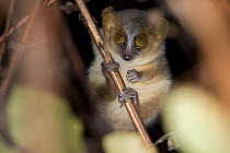 Golden-brown mouse lemur (Microcebus ravelobensis), Ankarafantsika National Park, Madagascar