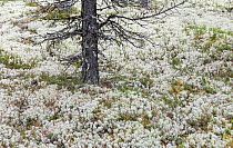 Iceland moss (Cetraria islandica) in flower, Rondane, Norway July