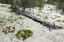 Iceland moss (Cetraria islandica) in flower, Rondane, Norway July