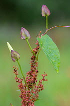 Great bindweed (Calystegia sepium), Peerdsbos, Brasschaat, Belgium August