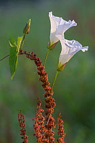 Great bindweed (Calystegia sepium), Peerdsbos, Brasschaat, Belgium August