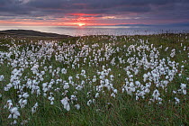 Common cottongrass (Eriophorum angustifolium) flowering, at sunrise, Island Runde, Norway, July