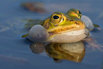 Edible frog (Rana esculenta) male calling at pond surface, Klein Schietveld, Brasschaat, Belgium May