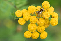 Raft spider (Dolomedes fimbriatus) on Tansy (Tanacetum vulgare), Klein Schietveld, Brasschaat, Belgium August