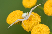 Goldenrod crab spider (Misumena vatia) on Tansy (Tanacetum vulgare), Klein Schietveld, Brasschaat,  Belgium August