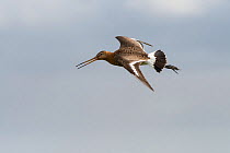 Black-tailed godwit (Limosa limosa) in flight, Texel, The Netherlands May