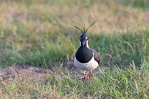 Northern lapwing (Vanellus vanellus), Texel, The Netherlands May