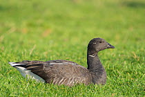 Brent goose (Branta bernicla) resting on grass, Zeeland, the Netherlands December