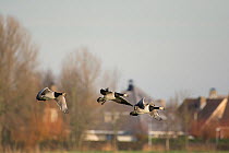 Barnacle geese (Branta leucopsis) in flight, Zeeland, the Netherlands December
