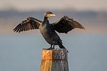 Great cormorant (Phalacrocorax carbo) drying wings, Zeeland, the Netherlands, December