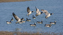 Barnacle geese (Branta leucopsis) flock landing on water, Zeeland, the Netherlands, March