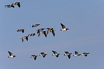Barnacle geese (Branta leucopsis) flock in flight, Zeeland, the Netherlands, March