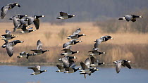 Barnacle geese (Branta leucopsis) flock in flight, Zeeland, the Netherlands, March