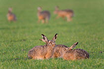 Brown hares (Lepus europaeus) sitting together in field, Zeeland,  The Netherlands February